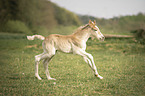 rennendes Haflinger Fohlen
