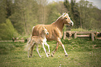 Haflinger Fohlen mit Mutter