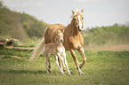 Haflinger Fohlen mit Mutter