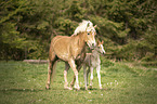 Haflinger Fohlen mit Mutter