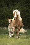 Haflinger Fohlen mit Mutter