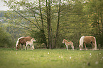 Haflinger Fohlen mit Mutter