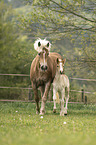 Haflinger Fohlen mit Mutter