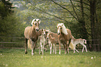 Haflinger Fohlen mit Mutter