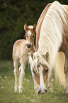 Haflinger Fohlen mit Mutter