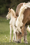 Haflinger Fohlen mit Mutter