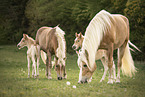 Haflinger Fohlen mit Mutter