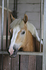 Haflinger Portrait