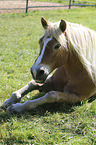 liegender Haflinger
