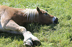 liegender Haflinger