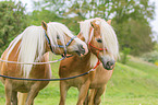 stehende Haflinger