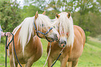 stehende Haflinger