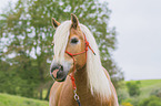 Haflinger Portrait