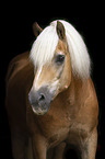 Haflinger Portrait