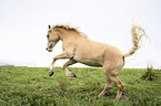galoppierender Haflinger