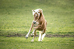 galoppierender Haflinger
