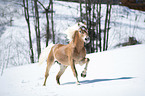 galoppierender Haflinger Hengst