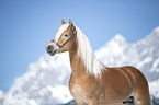 Haflinger Hengst