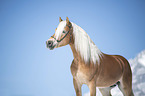 Haflinger Hengst