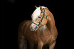 Haflinger Hengst Portrait