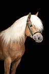 Haflinger Hengst Portrait