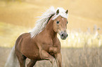 Haflinger Hengst Portrait
