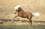 galoppierender Haflinger Hengst