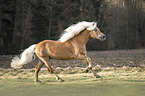 galoppierender Haflinger Hengst