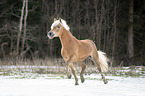 trabender Haflinger Hengst