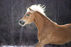 Haflinger Hengst Portrait