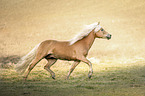 trabender Haflinger Hengst