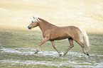 trabender Haflinger Hengst