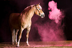 Haflinger mit Holi Puder