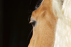 Haflinger Auge