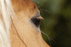 Haflinger Auge