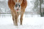 laufender Haflinger