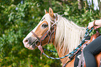 Haflinger Portrait