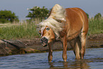 Haflinger im Wasser