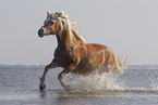 Haflinger im Wasser