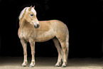 Haflinger im Studio