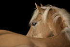 Haflinger im Studio