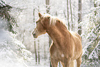 Haflinger im Schnee