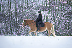 Haflinger im Schnee