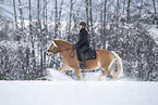 Haflinger im Schnee