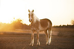 Haflinger im Sonnenuntergang