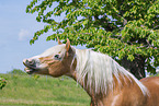 Haflinger im Sommer