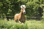 Haflinger Stute auf der Koppel