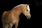 Haflinger Hengst