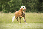 Haflinger Hengst