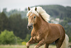 Haflinger Hengst